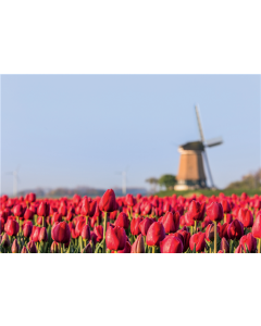 Photo sur toile 90x60x2 cm - 5 assorties